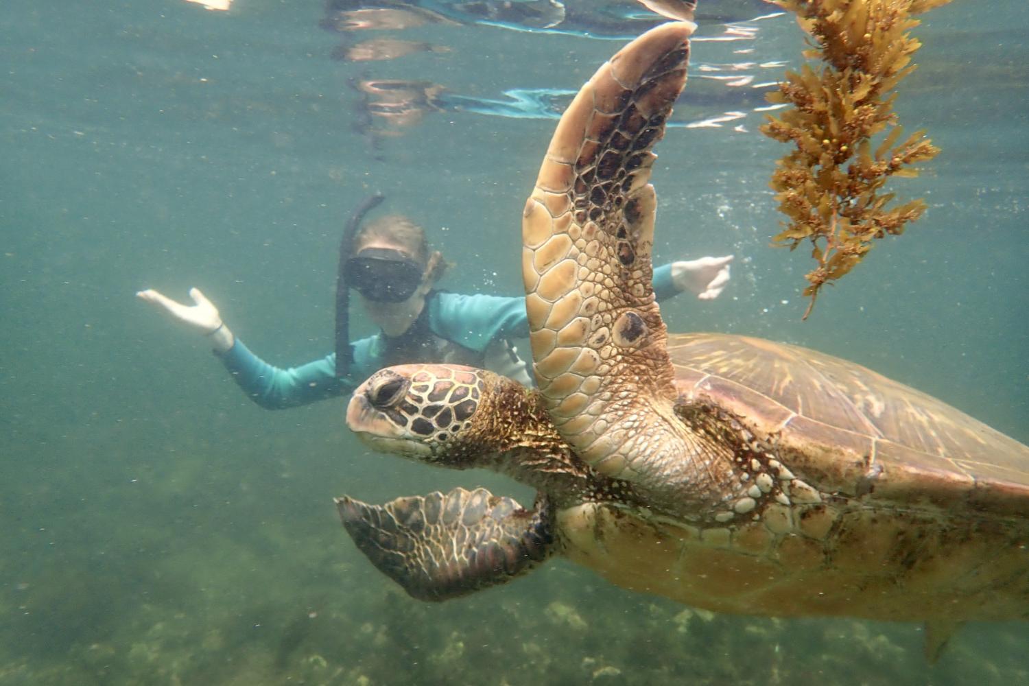 一名<a href='http://wza.anyhourair.com'>博彩网址大全</a>学生在Galápagos群岛游学途中与一只巨龟游泳.